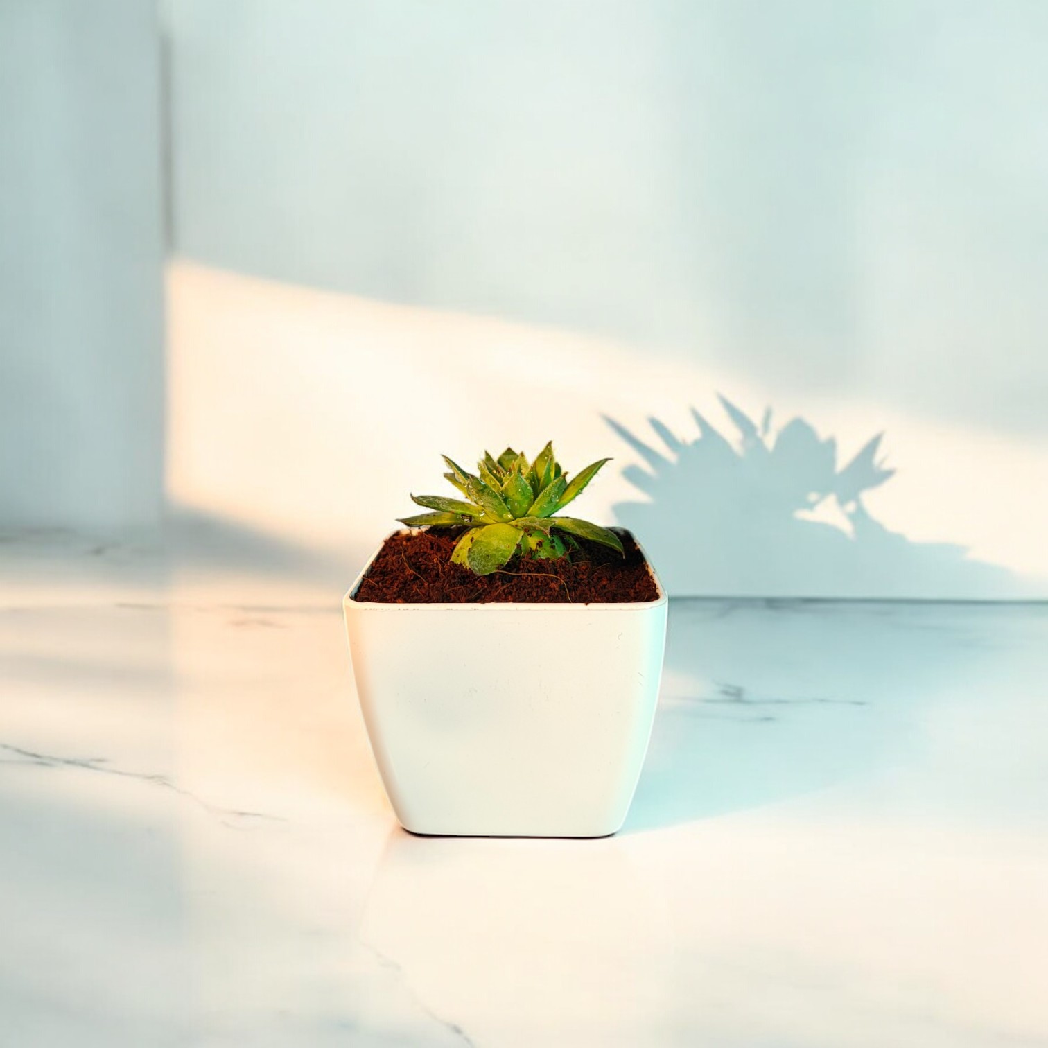  Lakshmi Kamal Succulent Live Plant With Pot | Laxmi Kamal Live Plant